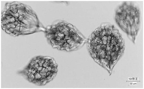 明膠微載體 明膠微載體