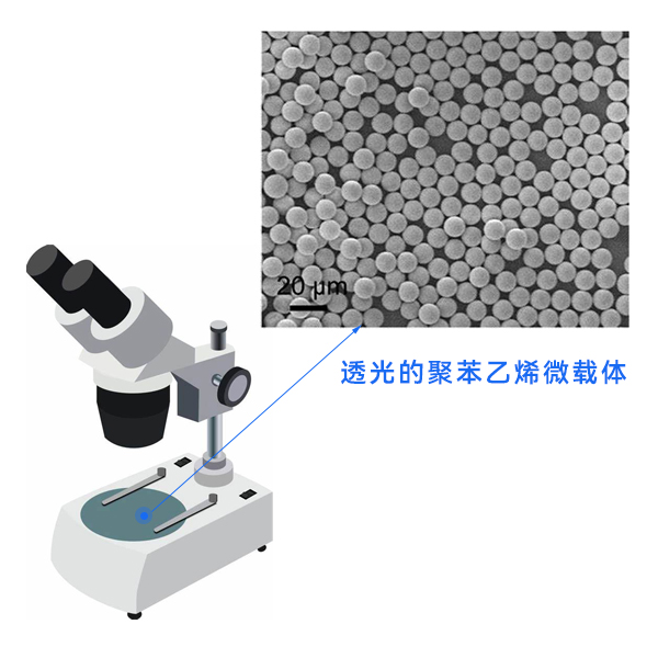 顯微鏡下的聚苯乙烯微載體 顯微鏡下的聚苯乙烯微載體